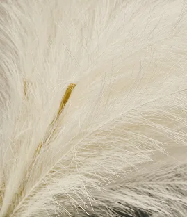 White pampas grass plumes with soft feathery texture against neutral background